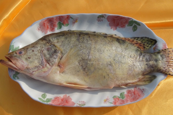桂鱼